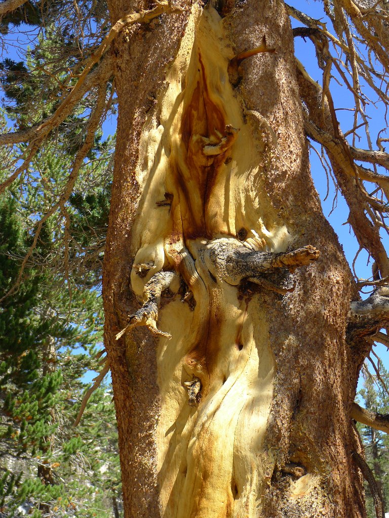 SouthernSierra 483